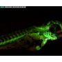[AM4515T4-GFBW] Dino-Lite Edge Digital Microscope (USB 2, 1.3MP) AMR, Fluorescence LED 480nm - 400-470x thumbnail