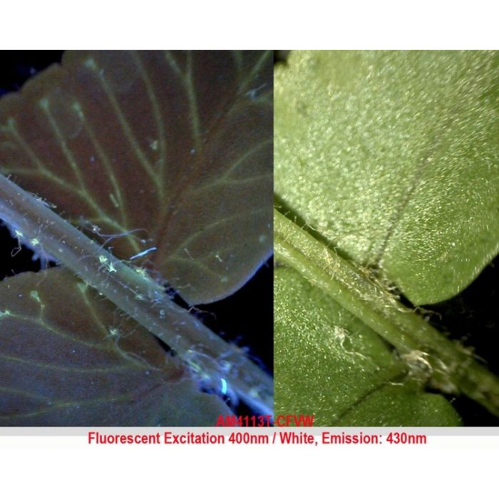 [AM4115T-CFVW] Dino-Lite EDGE Digital Microscope (USB 2, 1.3MP) Fluorescence LED 400nm - 20-220x