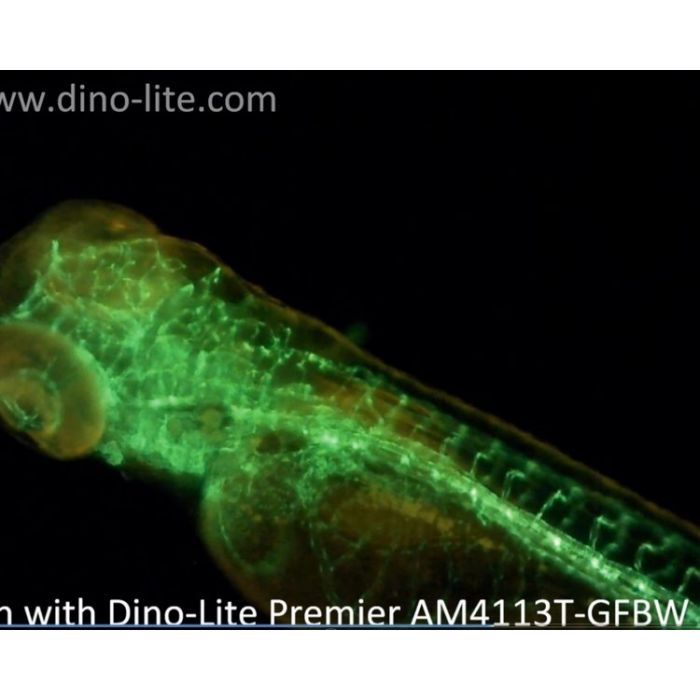 [AM4515T4-GFBW] Dino-Lite Edge Digital Microscope (USB 2, 1.3MP) AMR, Fluorescence LED 480nm - 400-470x