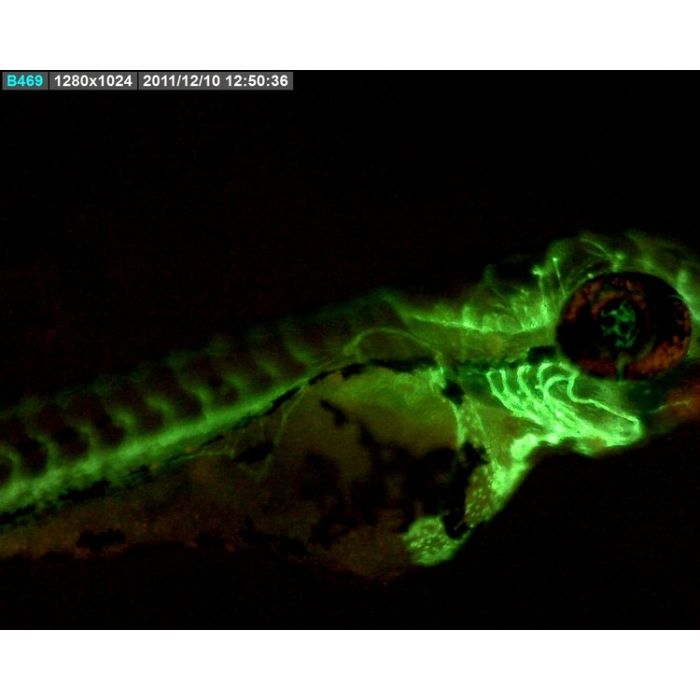 [AM4515T4-GFBW] Dino-Lite Edge Digital Microscope (USB 2, 1.3MP) AMR, Fluorescence LED 480nm - 400-470x